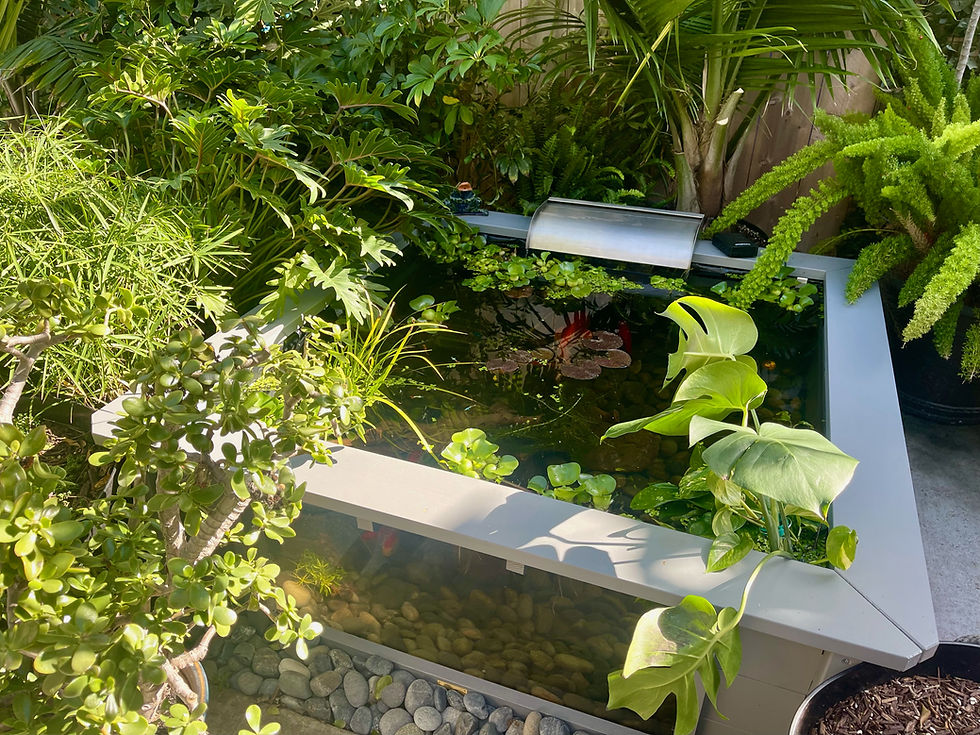 Thumbnail: Raised Square Pond with Large Windows - Lotus Clear View Garden Aquarium in Grey