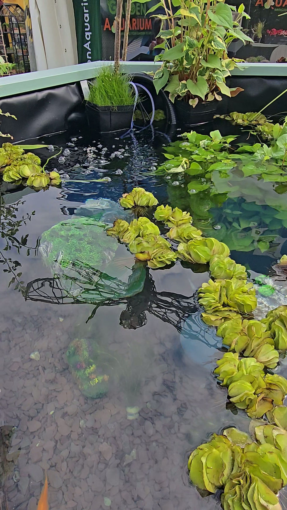 Thumbnail: 280G Brown Hexagon Pond with Large Windows - Aurora Garden Aquarium