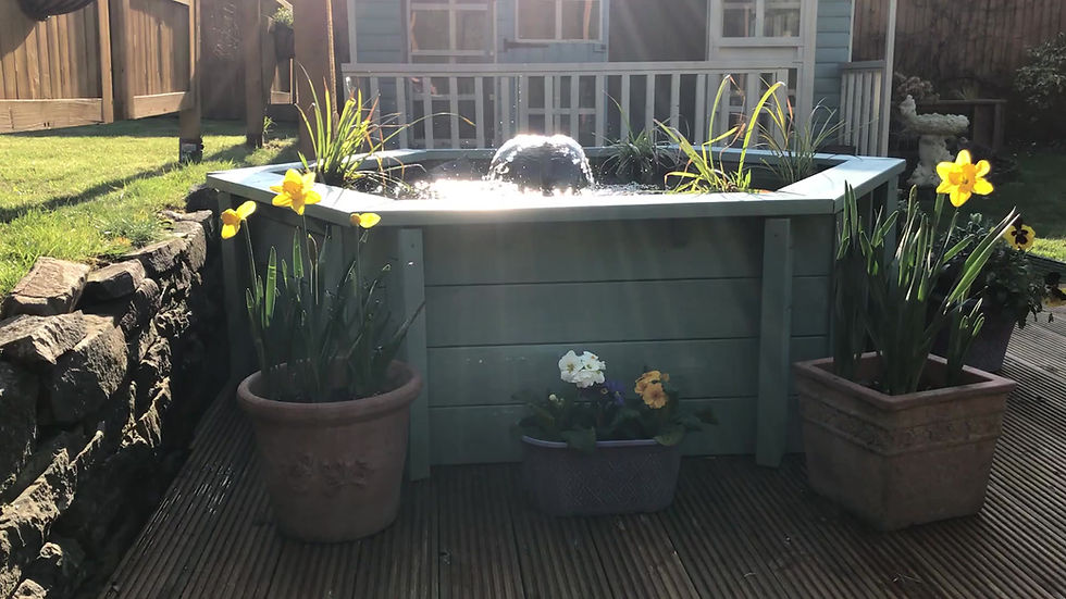 Thumbnail: Raised hexagon pond with large windows Lily Clear View Garden Aquarium in Green