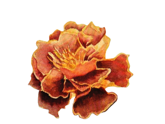 Marigold Healing - Logo