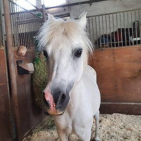 Gwyn-Pony.jpg