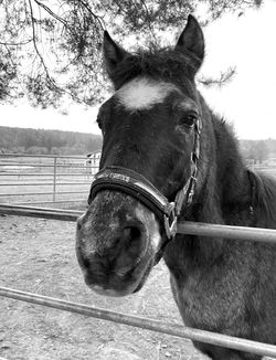 Welsh-Pony Maxim