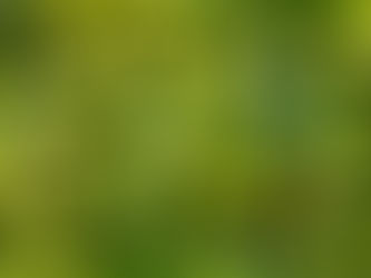 close up picture of kalamansi/calamansi, a filipino citrus fruit