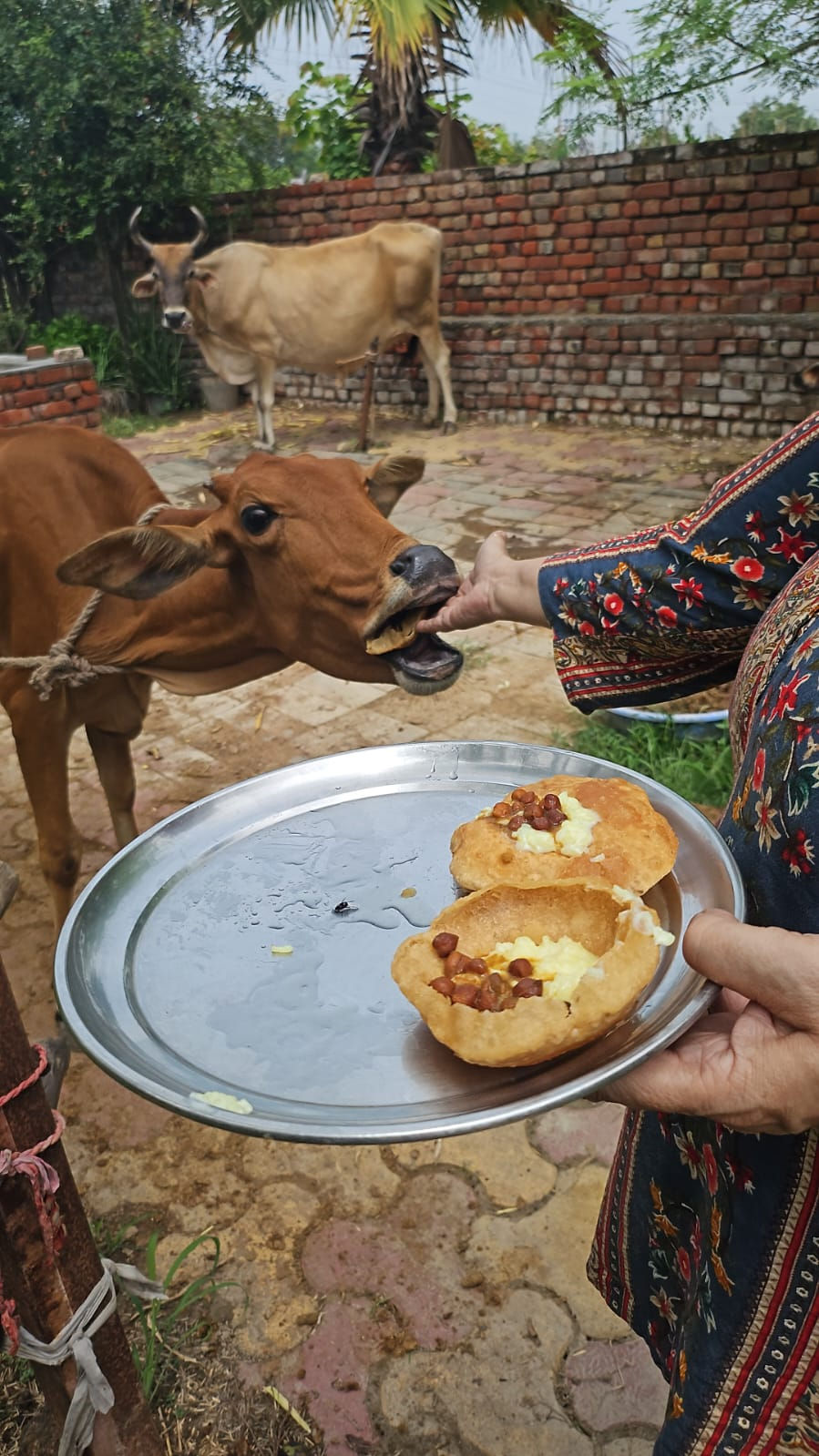 Vidhya Mohan Sewa Trust is a dedicated NGO committed to the welfare and protection of animals
