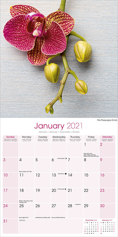 Thumbnail: Kalender Orchideën