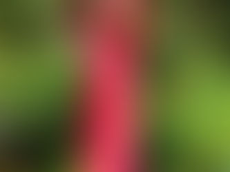 Die Geschichte einer Frau...und der Männer