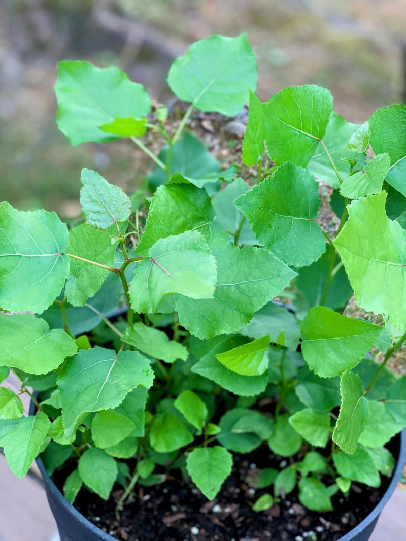 Green leaves in a black pot, set outdoors. Vibrant and lush foliage, soil visible at the base, with a blurred natural background.