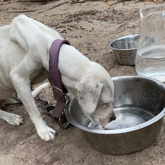malnourished dog on chain drinking water