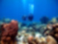 divepic_edited.jpg