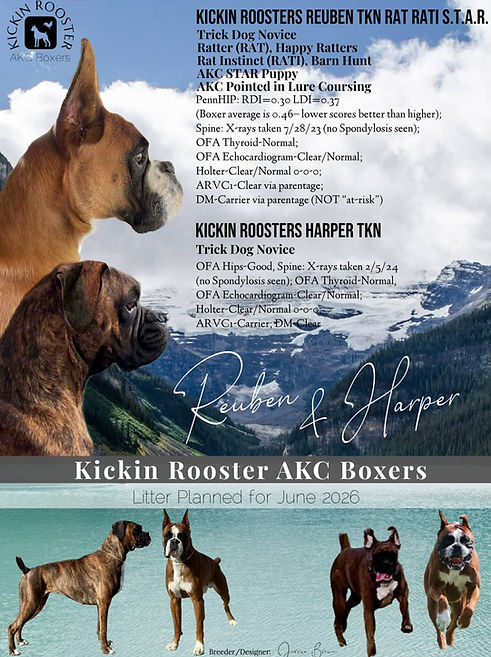 Harper X Reuben Planned Litter - June 2026
