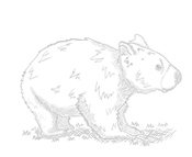 kangaroos_edited.png