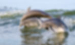bigstock-Jumping-Dolphins-72688558