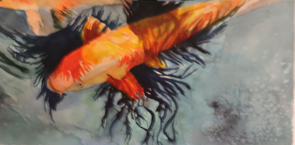 Koi 2