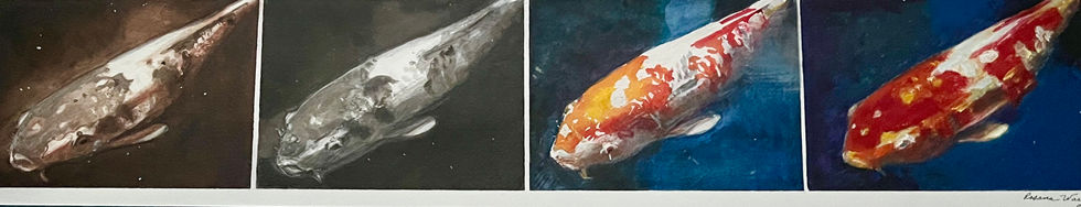 Koi Color Study