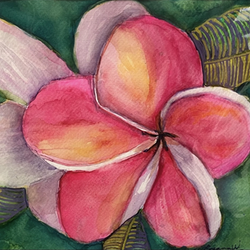 Pink Plumerias