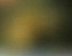 Lemon Tree