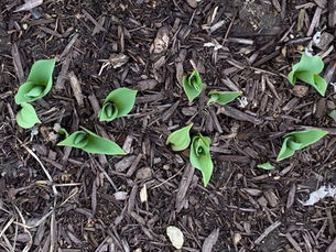 Spring Greenery Bulbs, Springing Hope, Daffodil bulbs