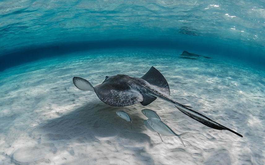 primer-plano-de-peces-mantarraya-nadando-bajo-el-agua-con-algunos-peces-nadando-debajo-de-