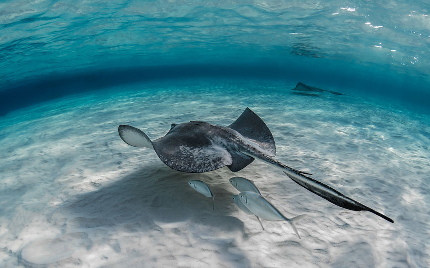 primer-plano-de-peces-mantarraya-nadando-bajo-el-agua-con-algunos-peces-nadando-debajo-de-