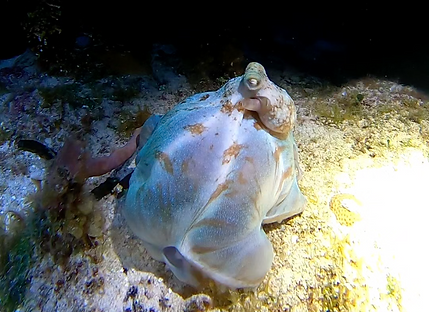 Night Dive Orilla