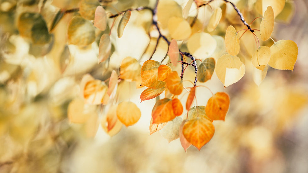 Autumn leaves