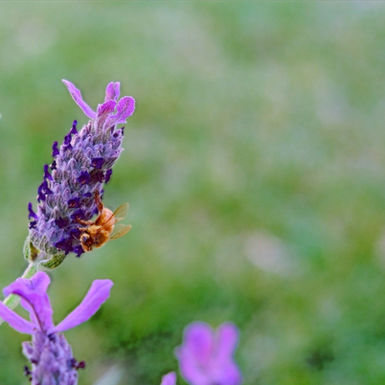 bee on lavendar