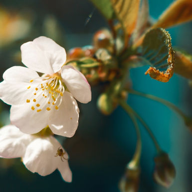 Image by Mrika Selimi