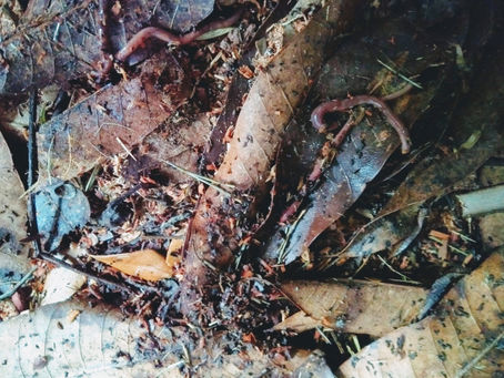 COMPOSTANDO, E AGORA?
PROBLEMAS E SOLUÇÕES!