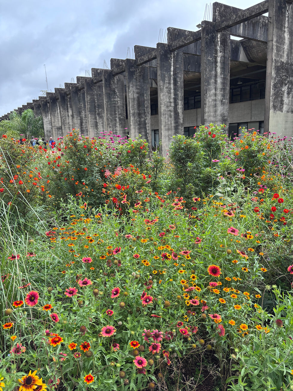 Jardins naturalistas e biodiversidade urbana: perspectivas latino-americanas