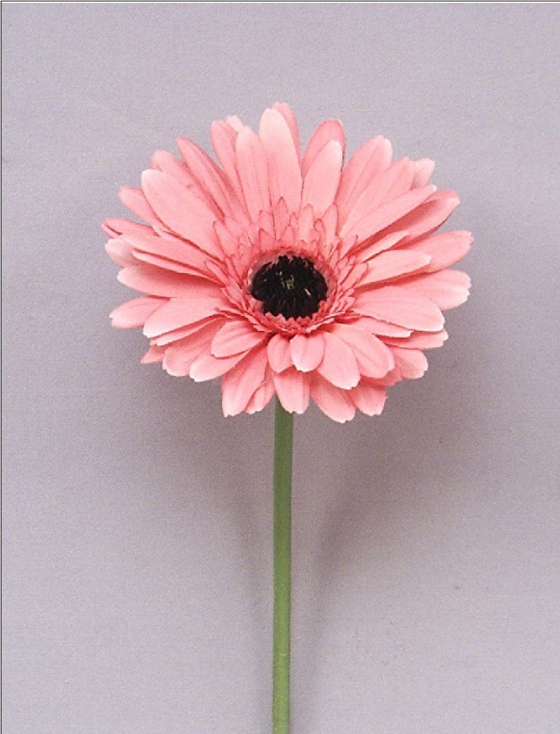 Thumbnail: Africa Daisy - Pink/Brown centre