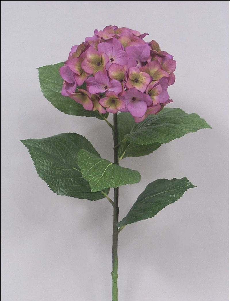 Thumbnail: Hydrangea - White