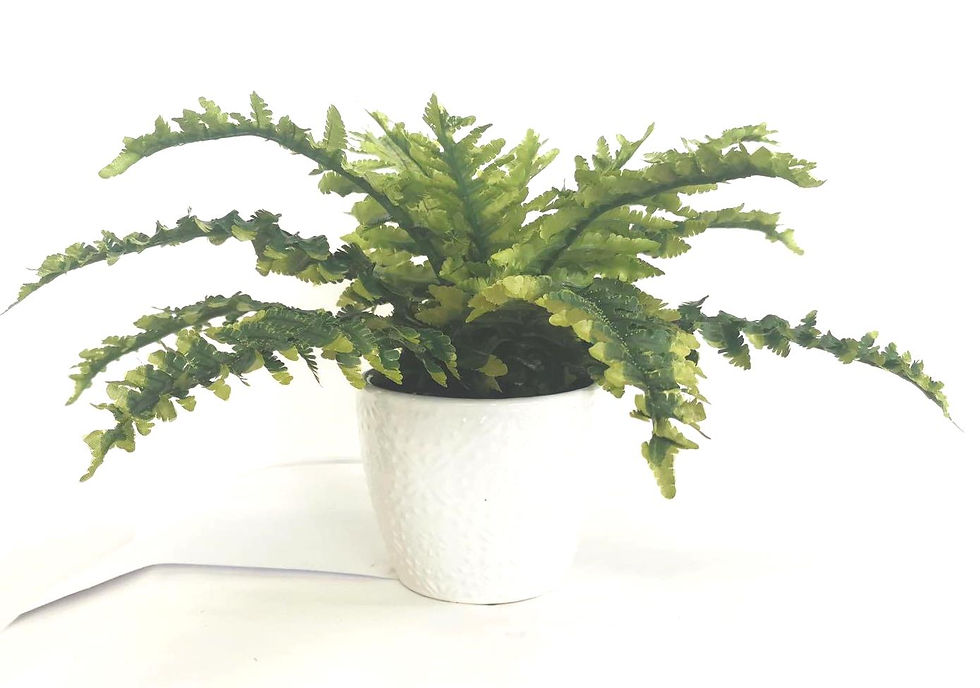 Fern in ceramic pot