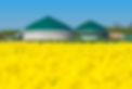 Blooming rape field with biogas plant in the background.jpg