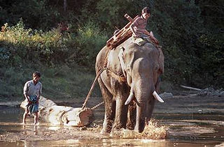 Maltraitance éléphant