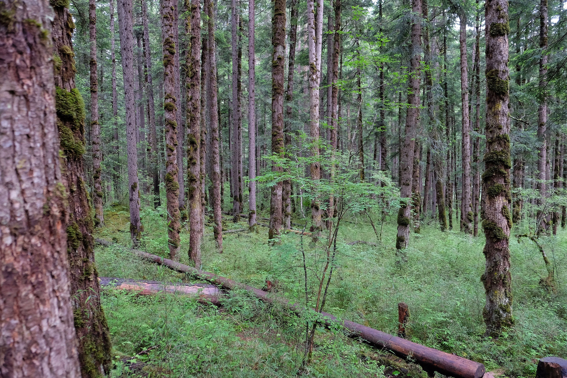Jiuzhaigou - Virgin Forest