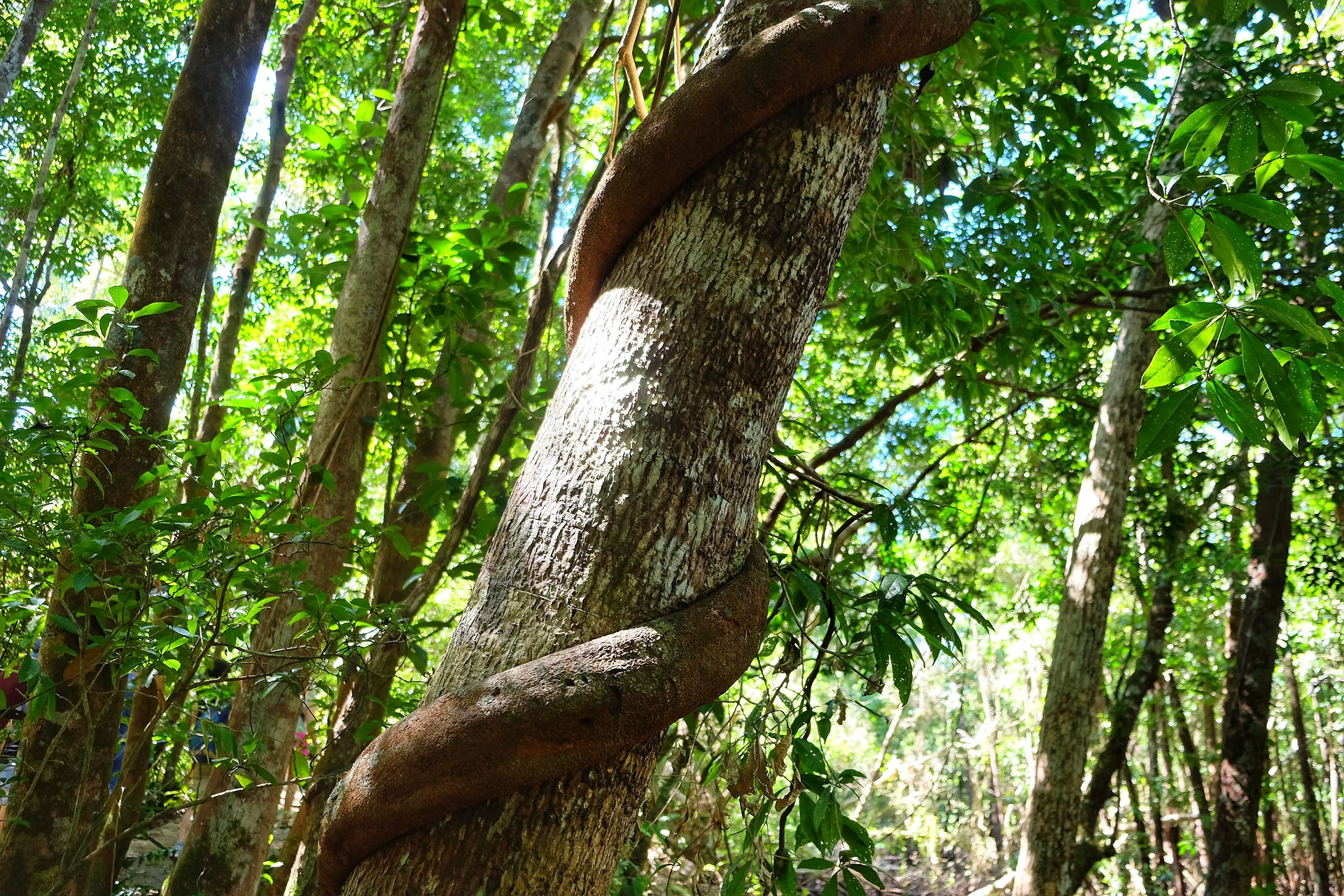 Daintree Forest