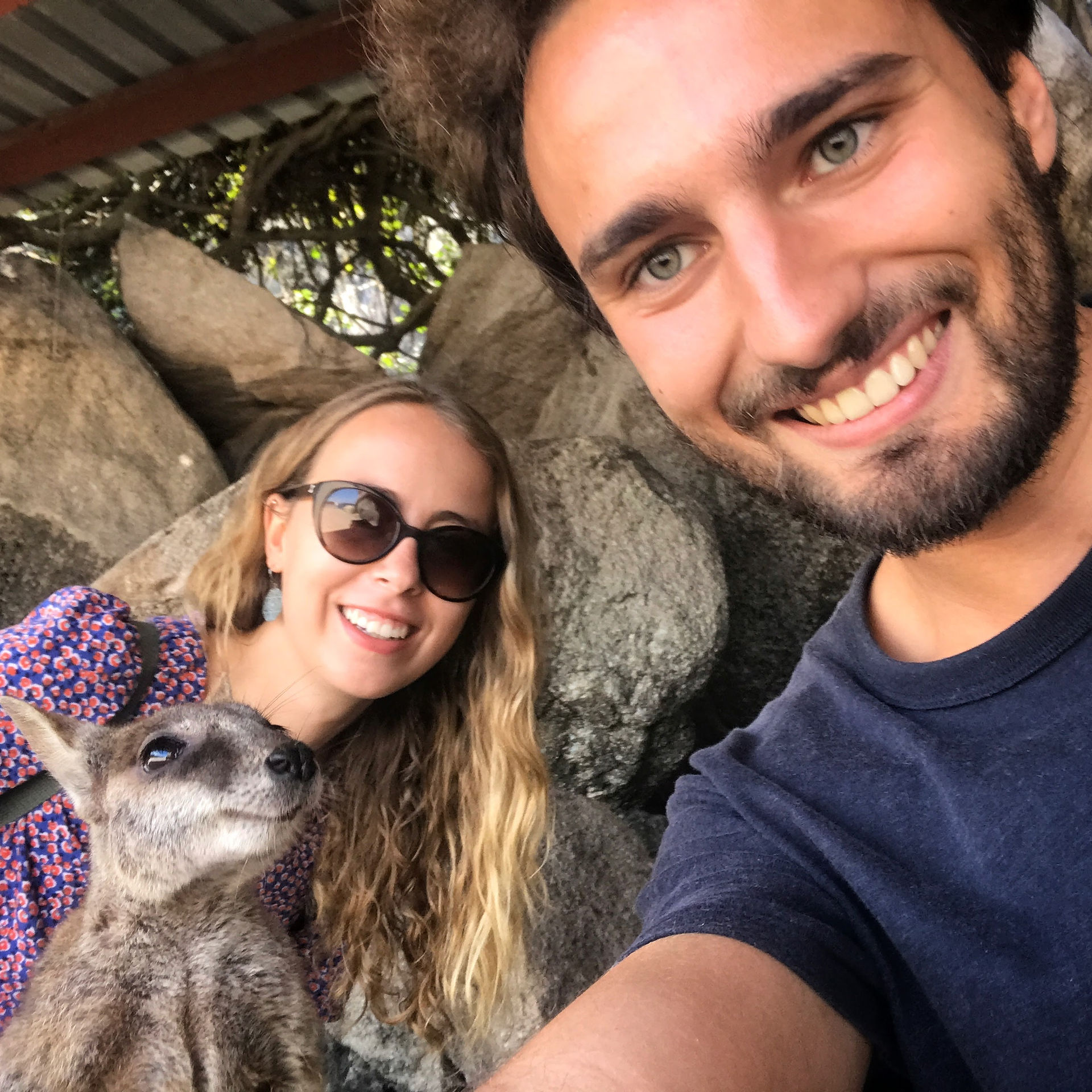 Wallabies - Magnetic Island