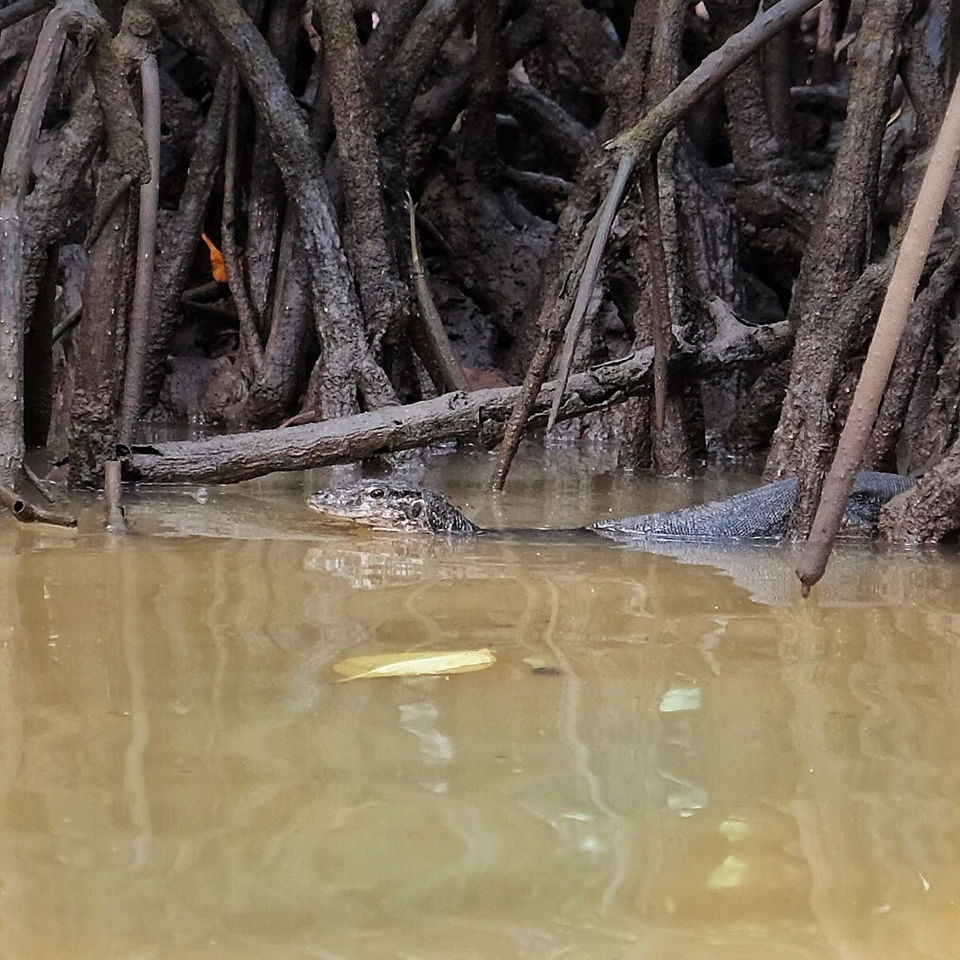 Port Barton - Varan mangroves
