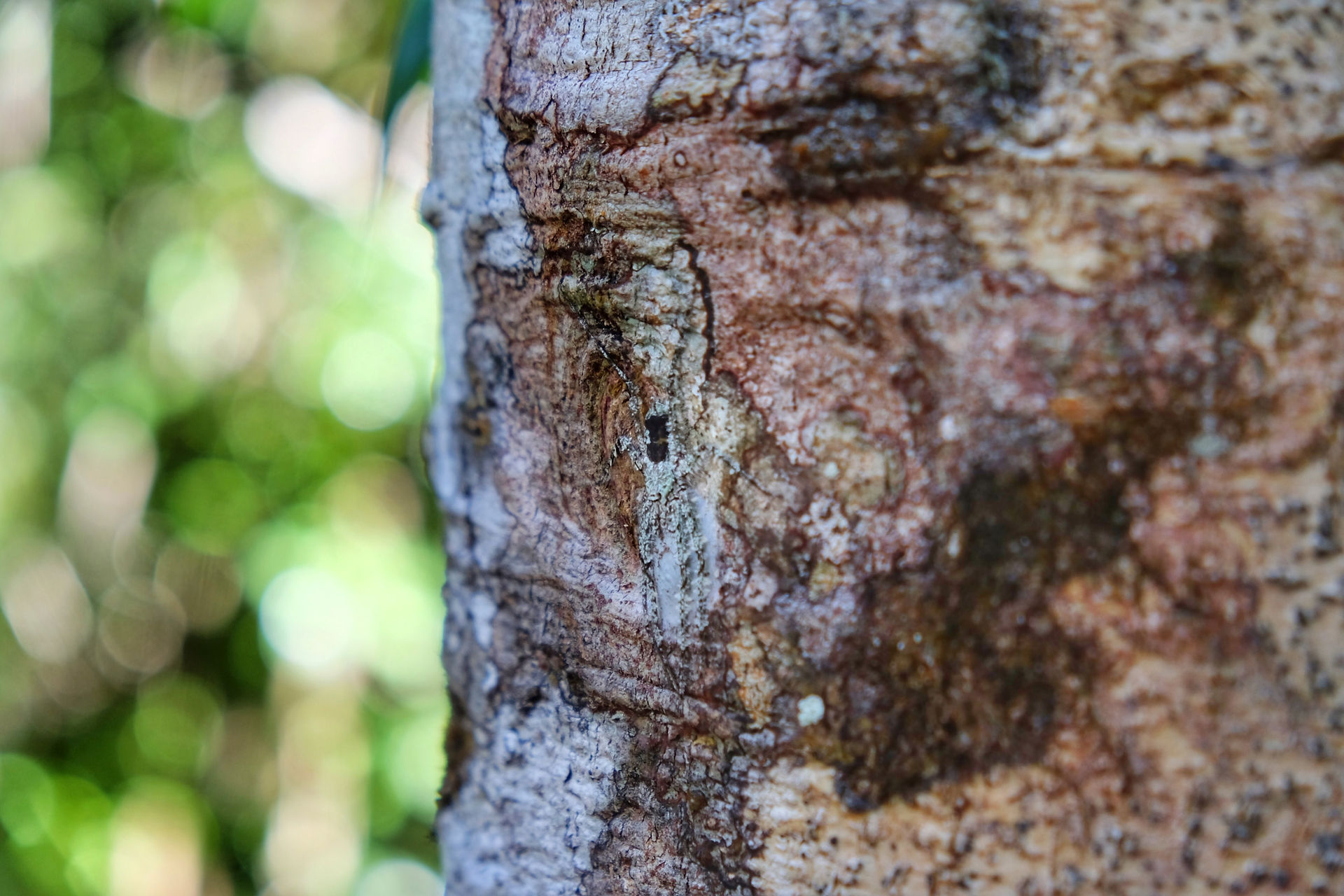 Daintree Forest