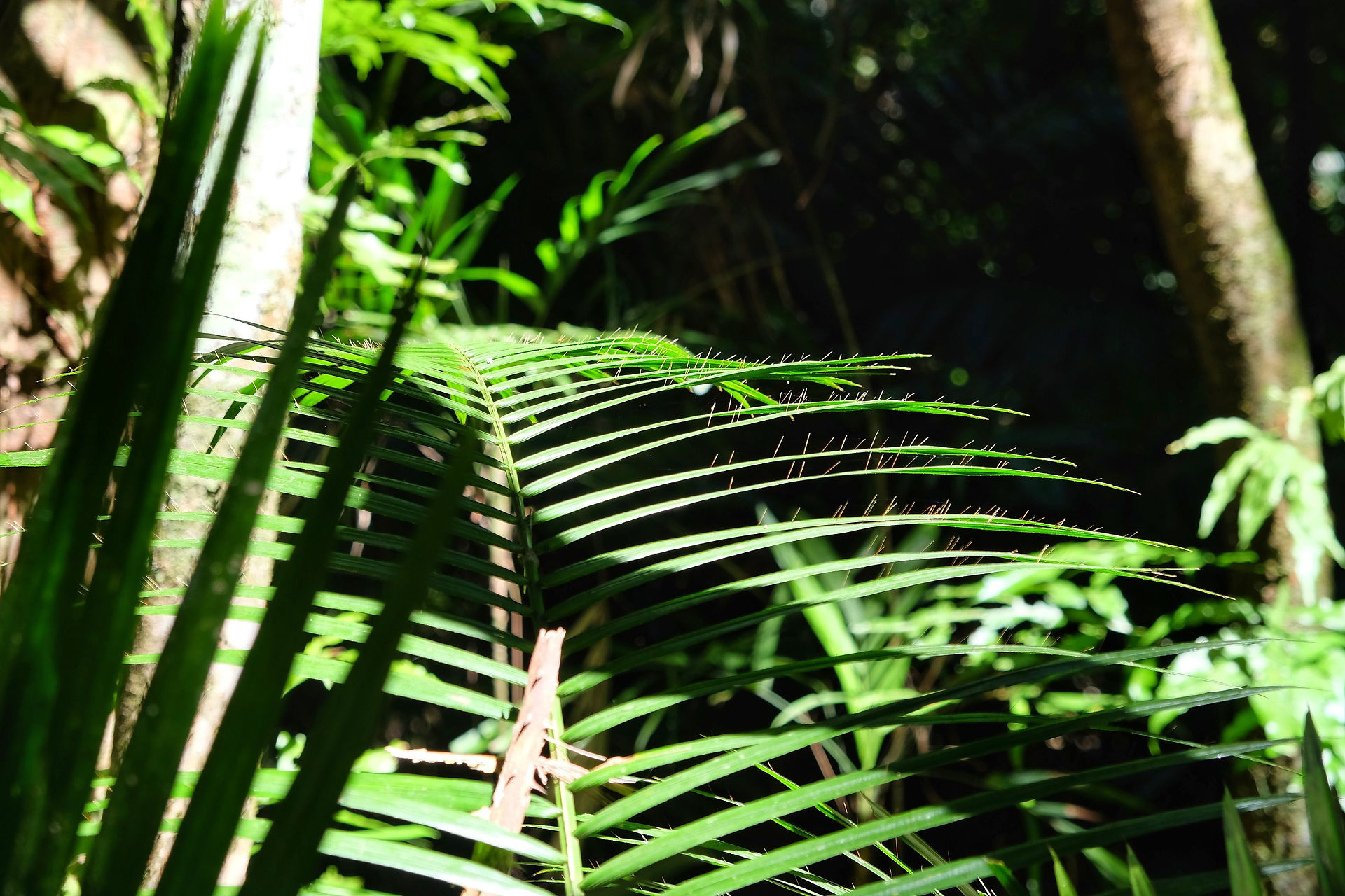 Daintree Forest