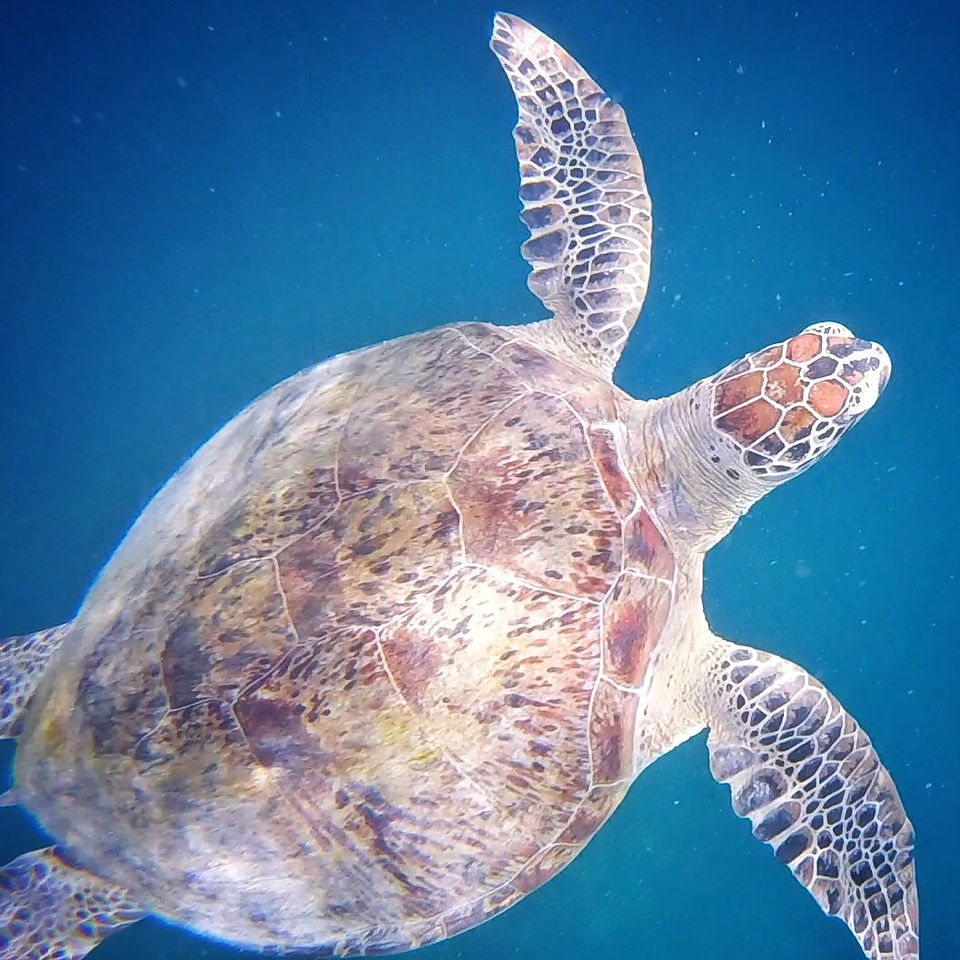 Tortue marine