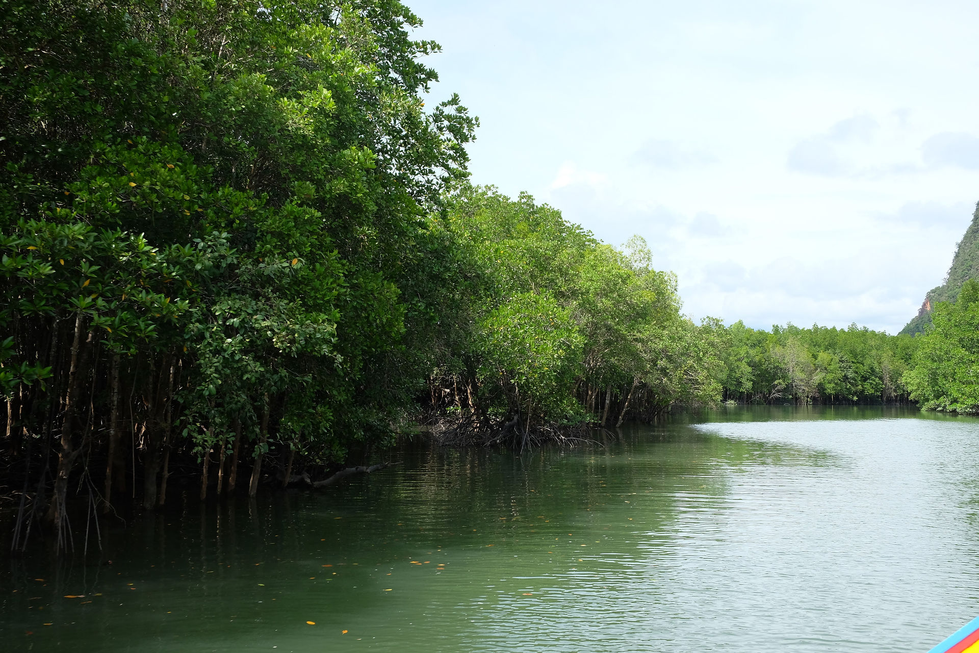Mangroves