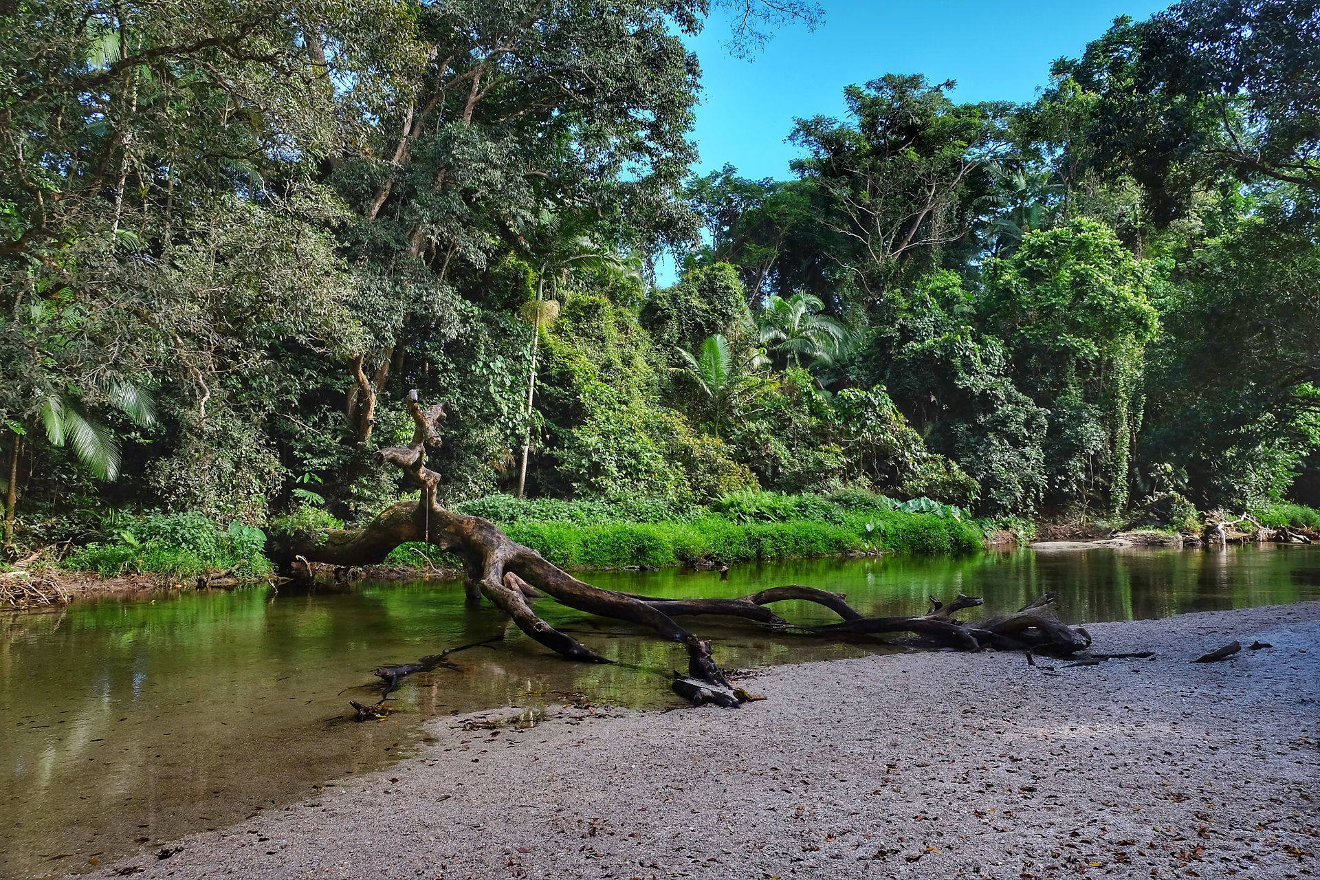 Daintree Forest Tour