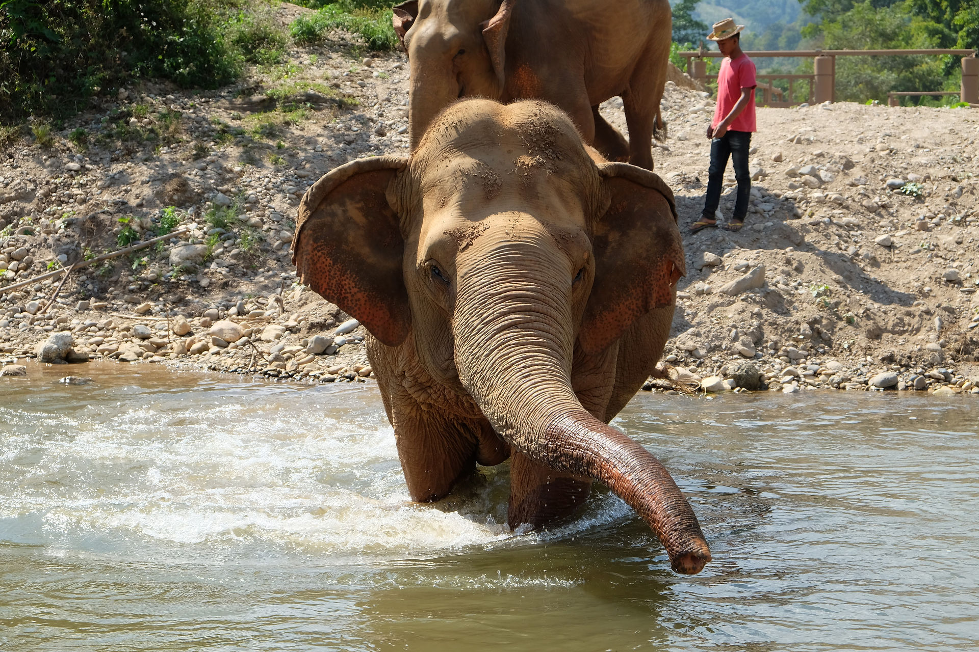 Elephant Nature Park - Bain