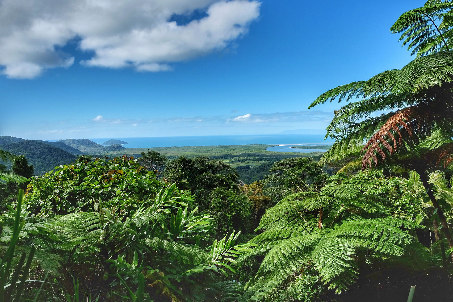 Daintree Forest - Alexandra Lookout
