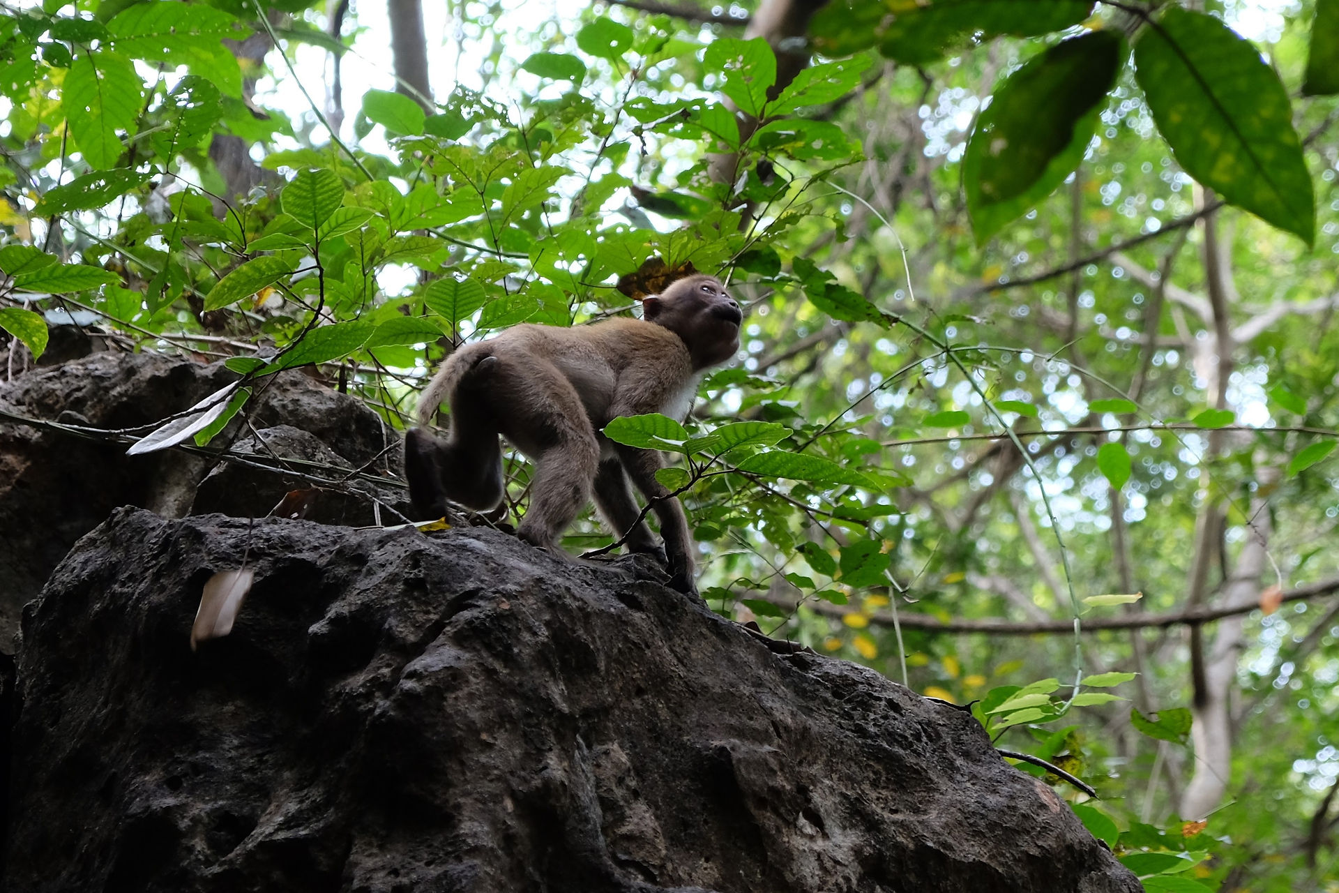 Erawan Macaque