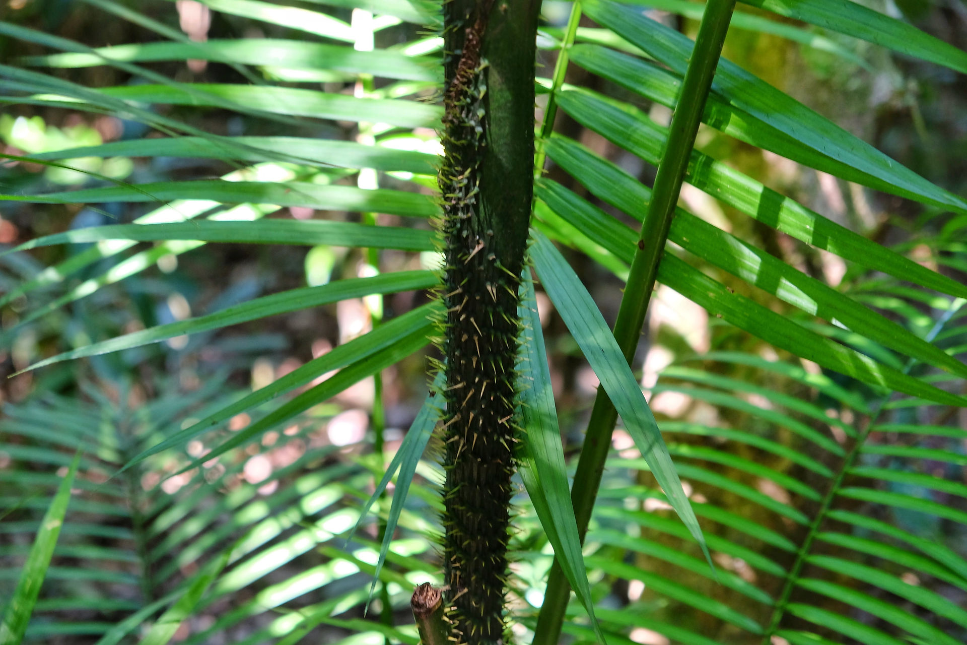 Daintree Forest