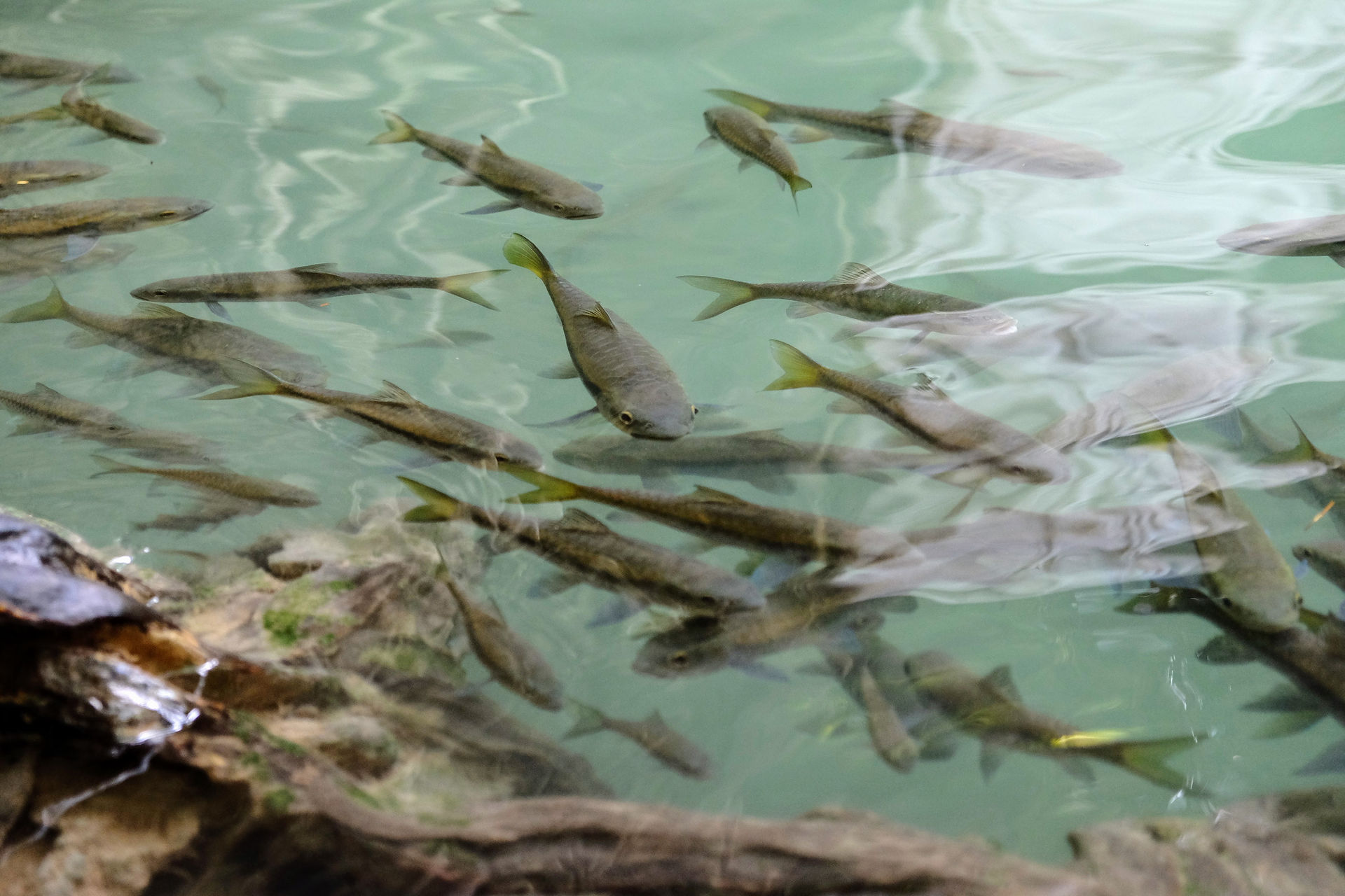 Poissons