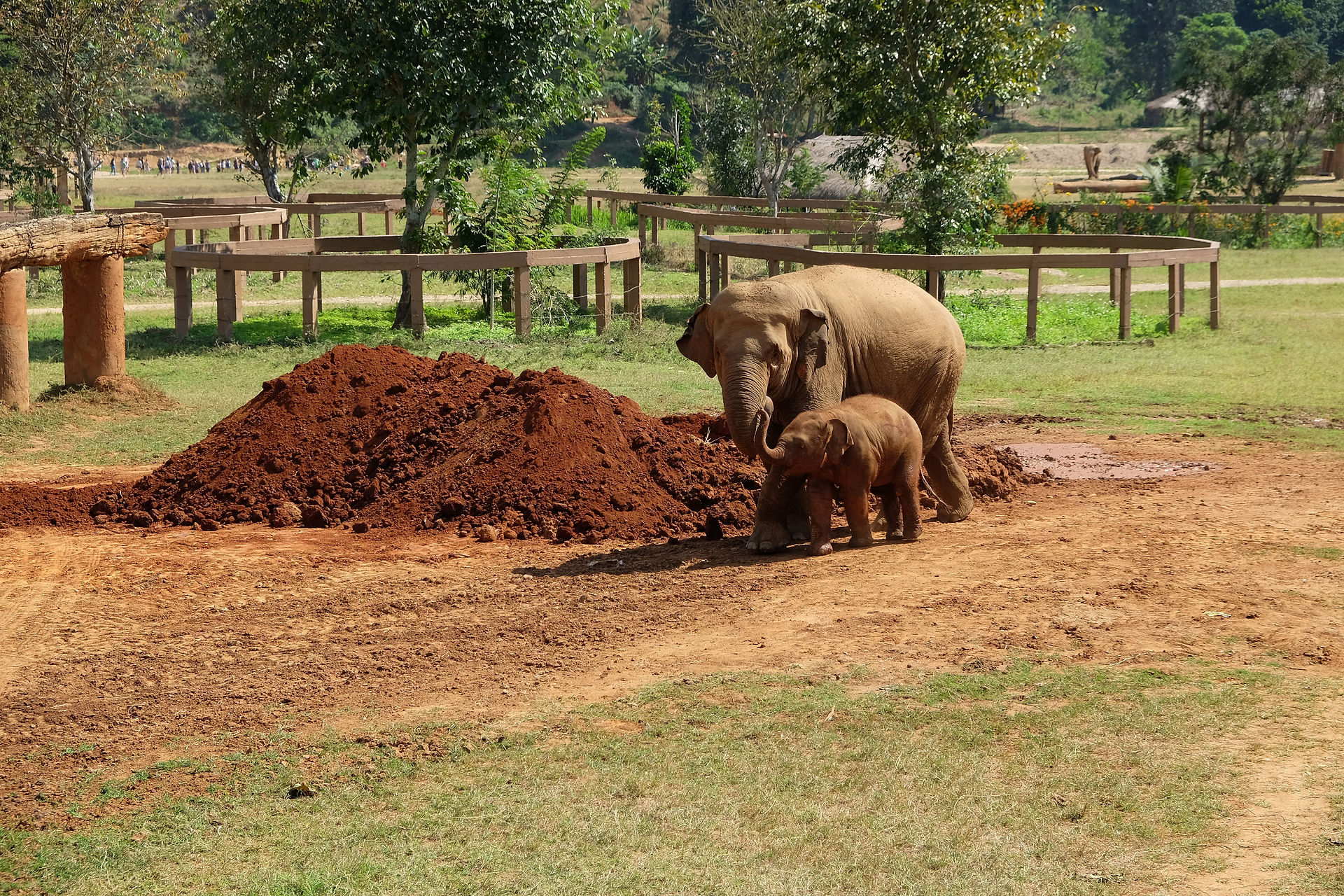 Elephant Nature Park