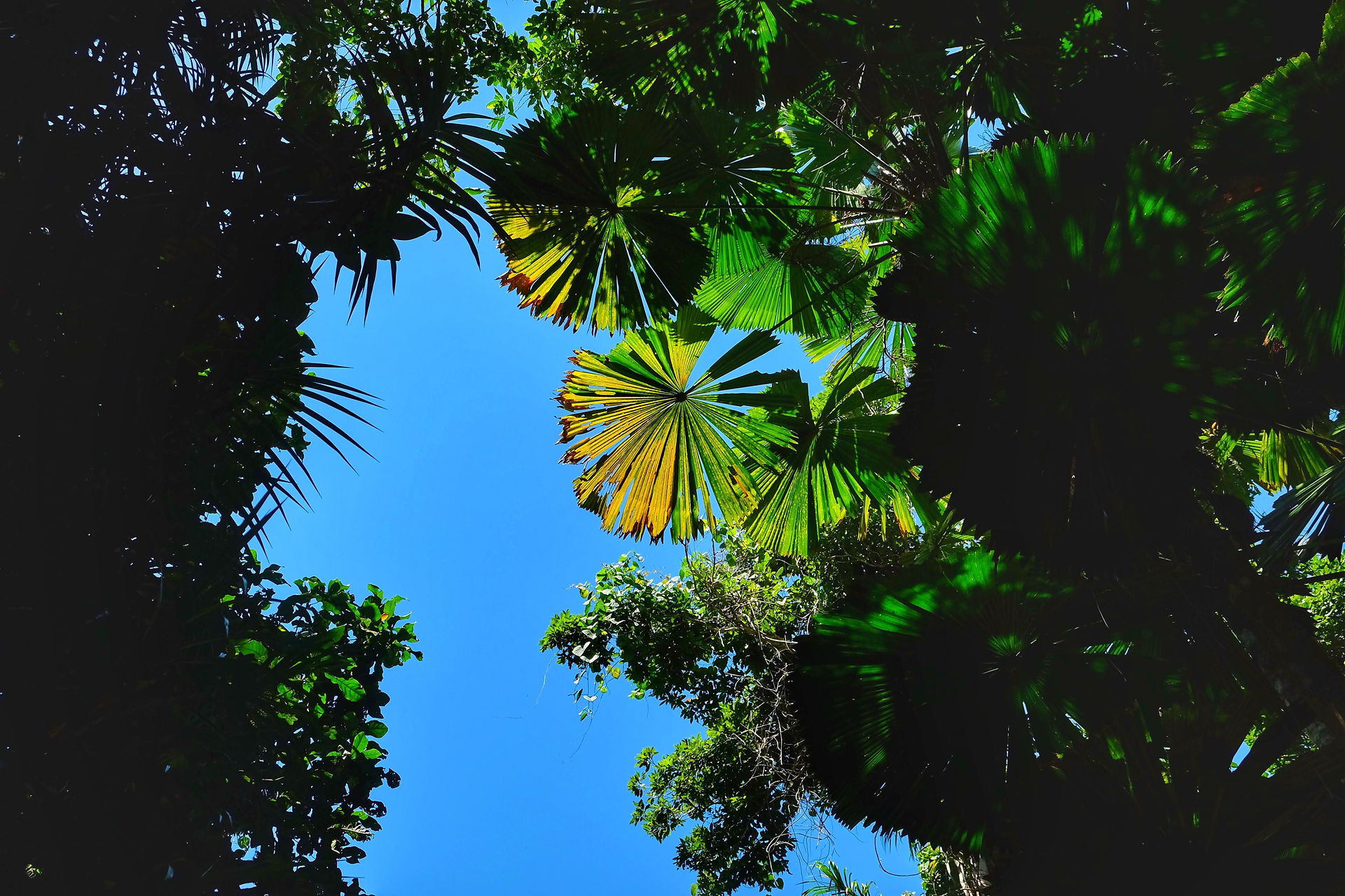 Daintree Forest